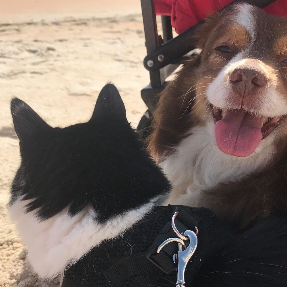 Meet your Posher, Molly